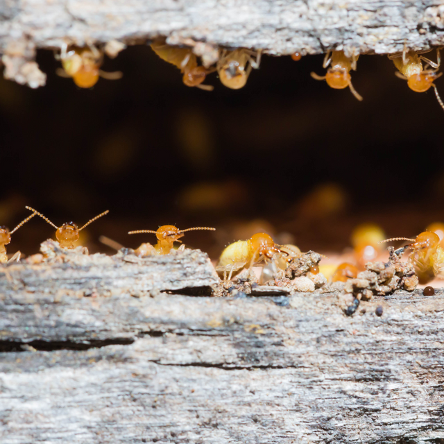 ECO-SAFE Wood Guard - Non-Toxic Termite & Decay Control - One-Time Application