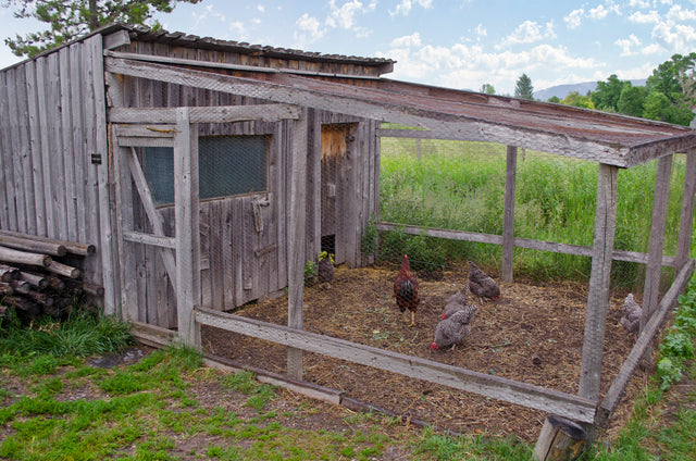 ECO-SAFE Wood Guard - Non-Toxic Termite & Decay Control - One-Time Application